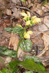 Yellow archangel